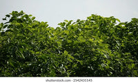 Kratom Leaf